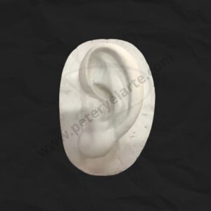 Busto de yeso - Oreja
