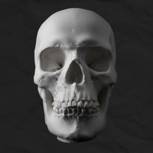 Busto de Yeso - Craneo 1
