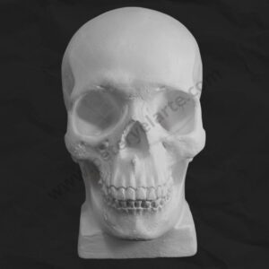 Busto de yeso - Craneo 3