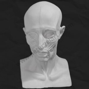Busto de yeso - Rostro musculado