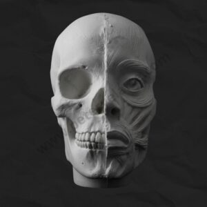 Busto de yeso - Craneo Musculo
